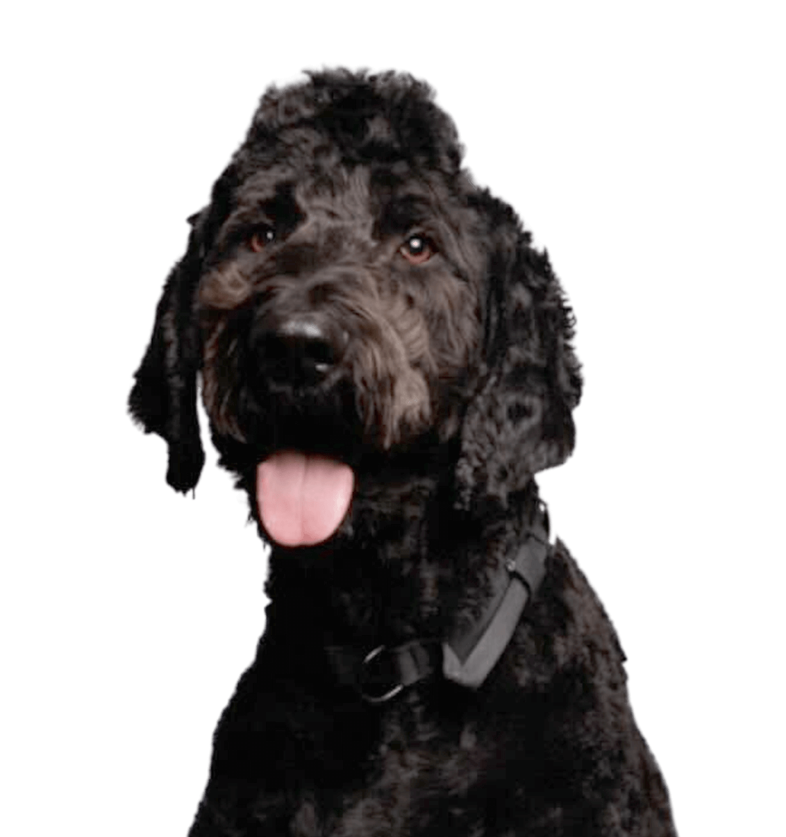 Black fluffy dog smiling at camera portrait